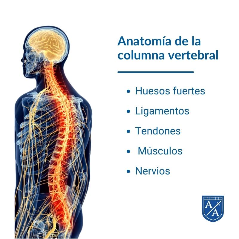 Anatonomia de la columna vertebral
